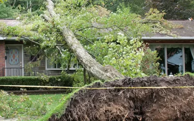 Rising to the Occasion: A Timely Emergency Tree Removal by Green Branch Services