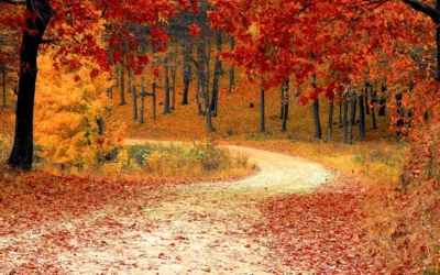 Navigating the Fall Foliage: Choosing the Best Approach for Dealing with Autumn Leaves