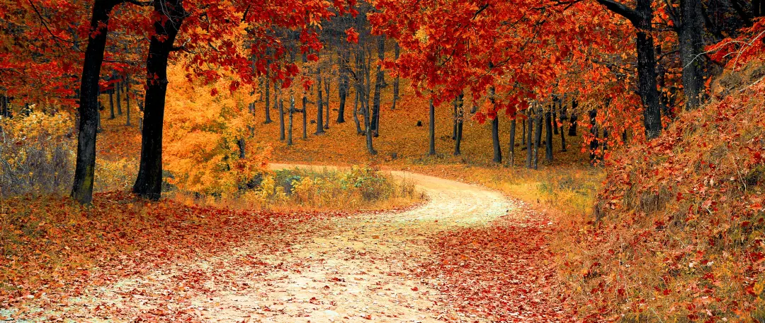 Navigating the Fall Foliage: Choosing the Best Approach for Dealing with Autumn Leaves